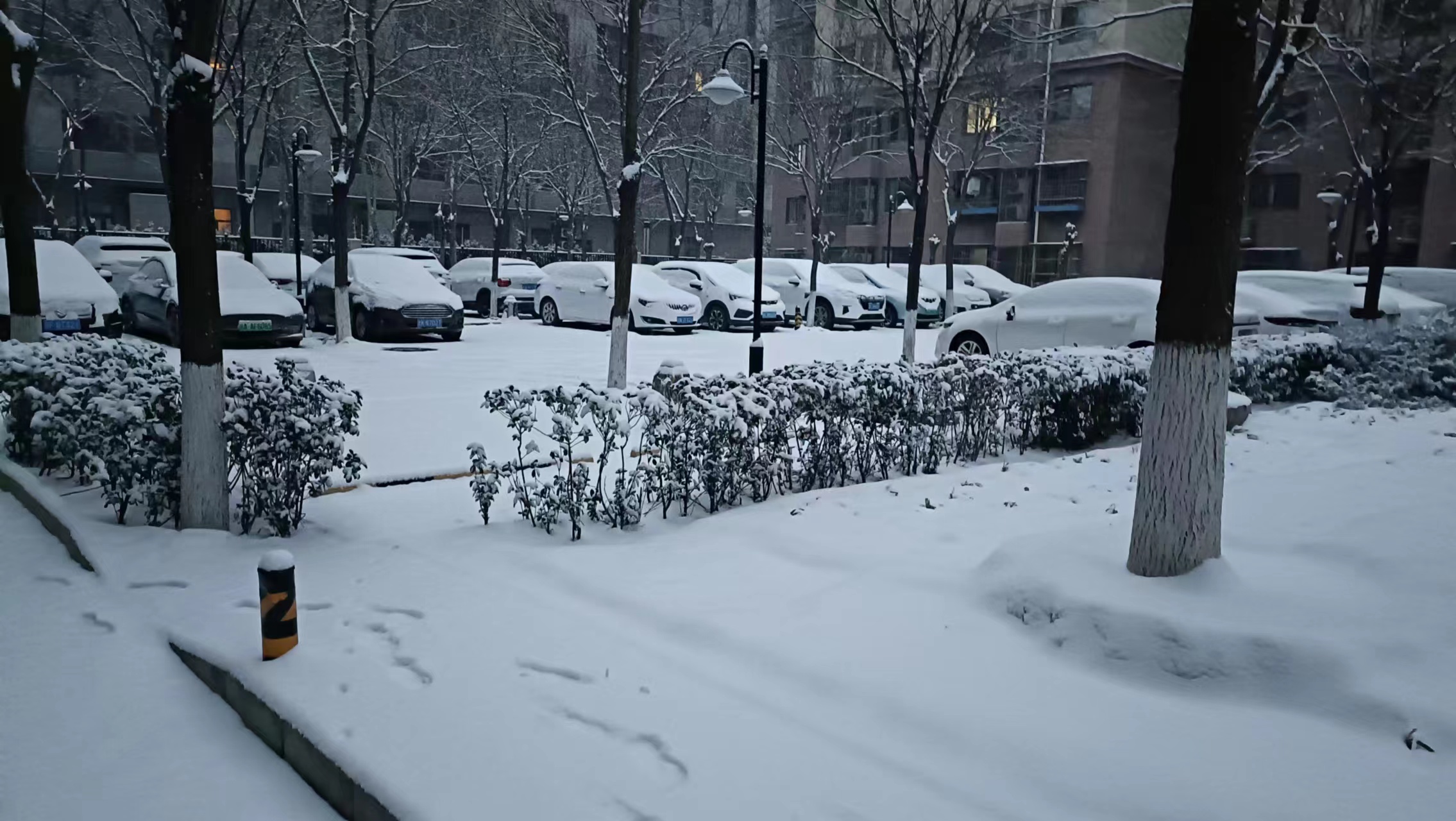 冬雪